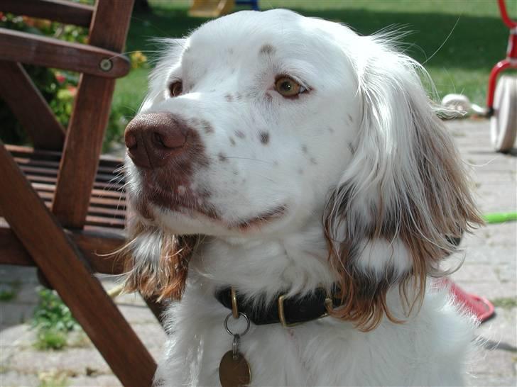 Field Trial spaniel Aslan billede 13