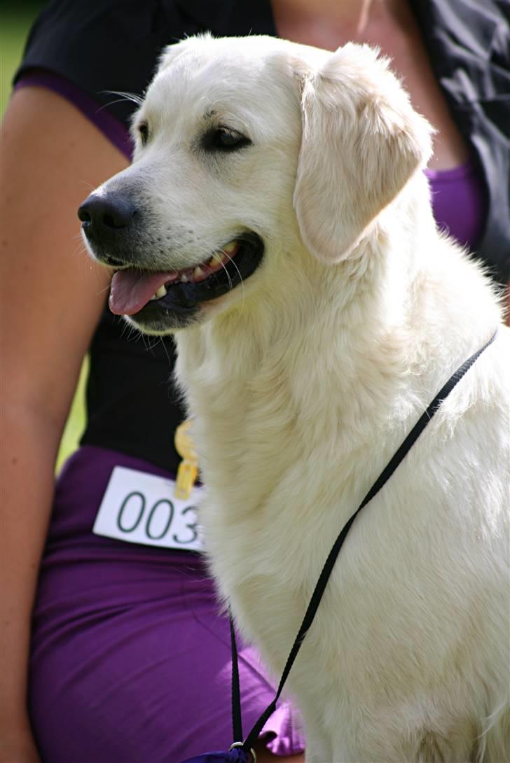 Golden retriever Athene - Hej! Velkommen til min profil. :-)  (billede fra første udstilling d. 28 august 2010) billede 1