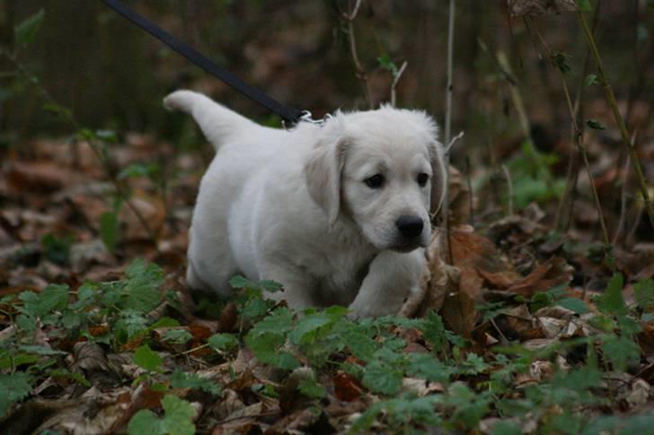 Golden retriever Athene - For første gang på tur i skoven. (11uger) billede 2