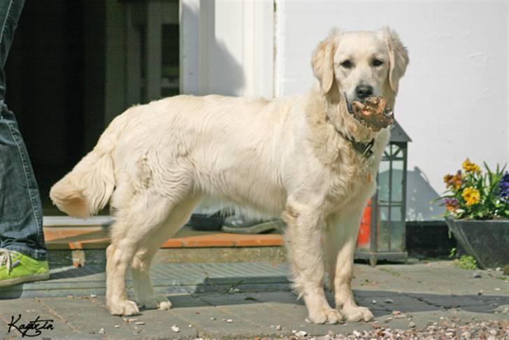 Golden retriever Athene - Duddi med sit kødben d. 19 maj 2010 billede 3