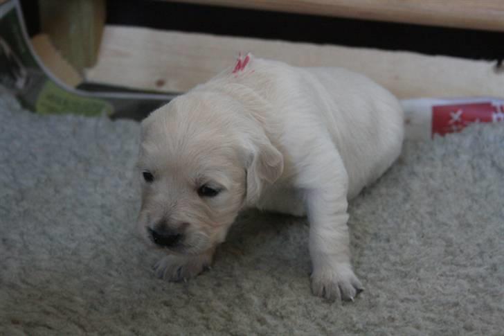 Golden retriever Athene - Helt lille, ved at lære at gå.   (3 uger) billede 4