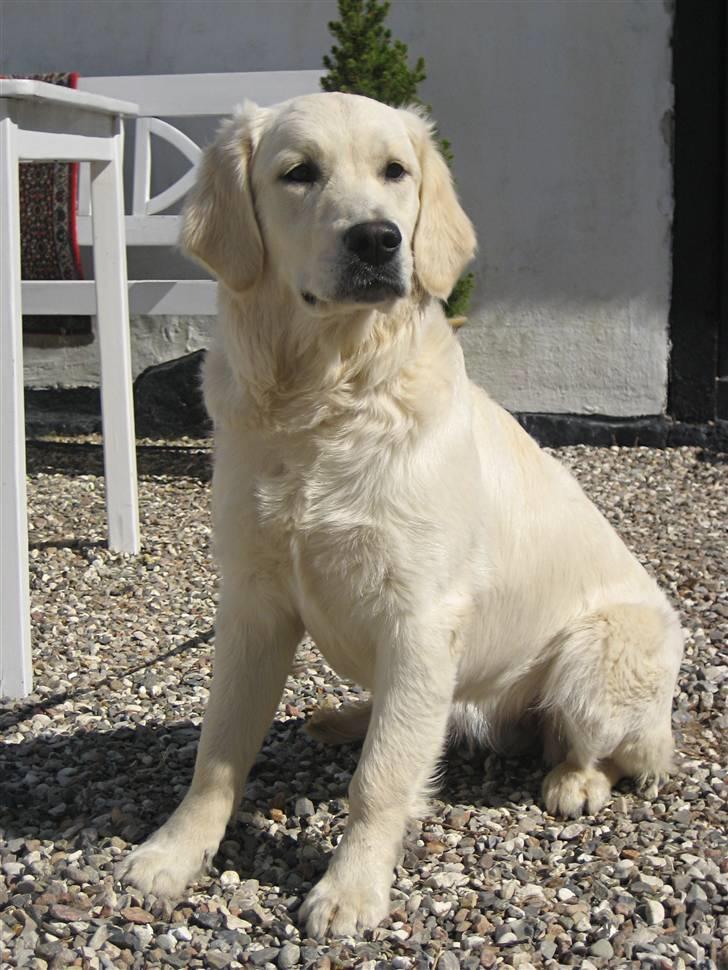 Golden retriever Athene - Hun er efterhånden blevet en stoor hund :-) d. 19 April 2010 billede 5