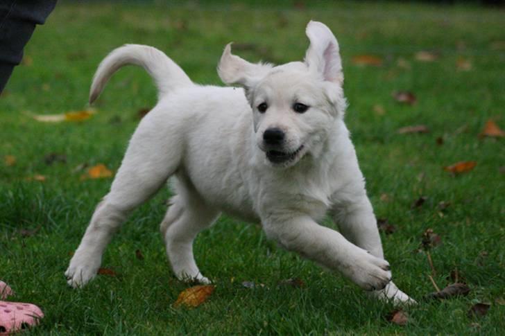 Golden retriever Athene - Weeehhhh! Jeg gir den gas i haven. - Det er nogle sjove sko du har på! :-)   (8 uger) billede 6