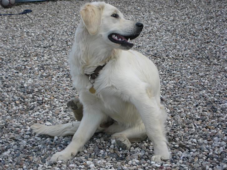 Golden retriever Athene - Arhhh... Det KLØR!! :-) d. 19 April 2010 billede 7