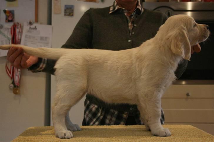 Golden retriever Athene - Opstilling (7 uger) billede 8