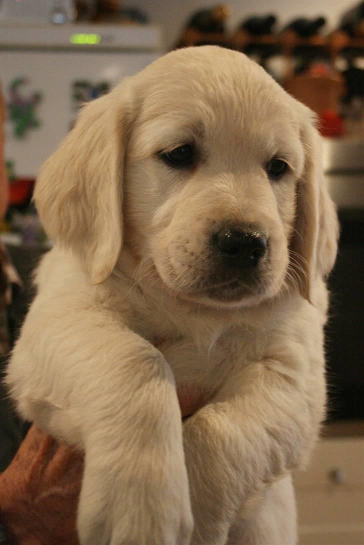 Golden retriever Athene - Hun er så smuk :)  (7uger) billede 9