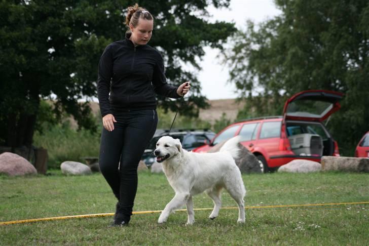 Golden retriever Athene - Duddi til ringtræning d. 10 august 2010, med min kusine Sofie som handler. billede 10