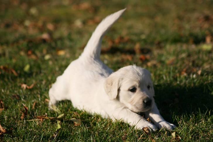 Golden retriever Athene - Aaarh... Jeg strækker mig lige :) (5 uger) billede 11