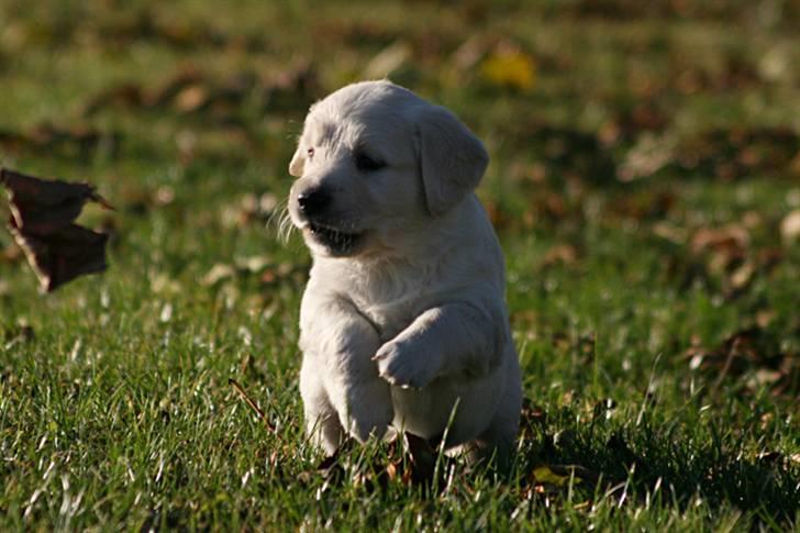 Golden retriever Athene - Ude i det grønne :) (5uger) billede 12