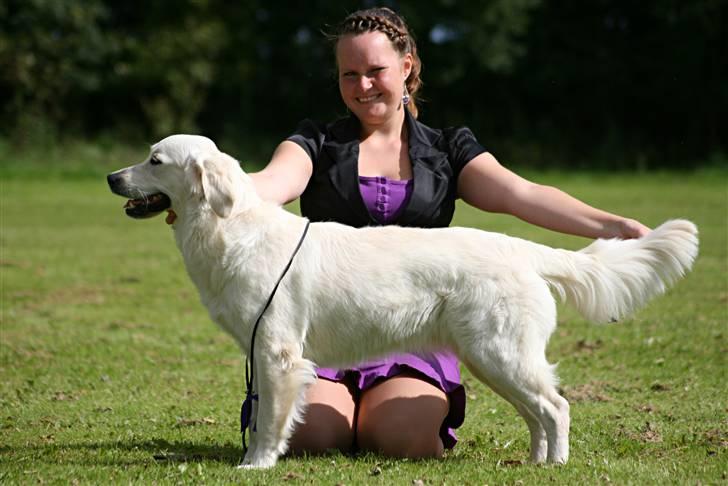 Golden retriever Athene - Smukkere end smuk!  - udstilling d. 28 august 2010 (11 mdr) billede 13