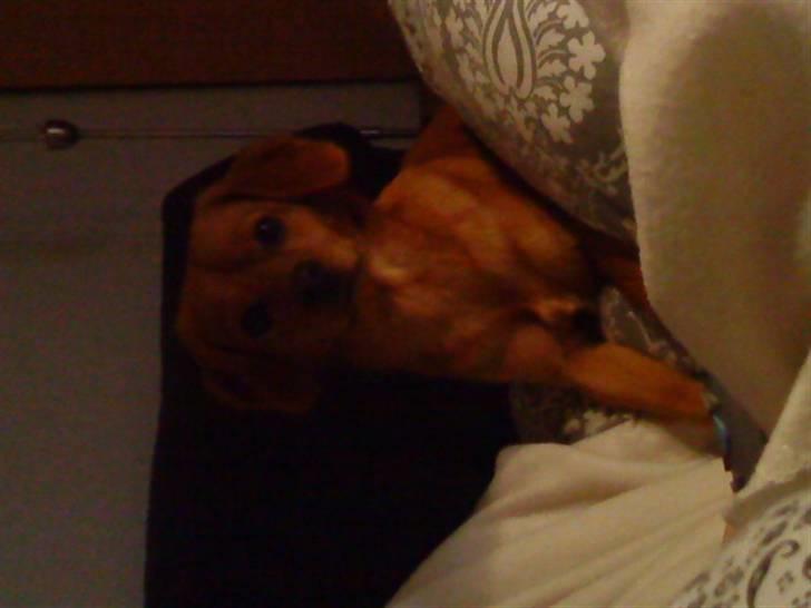 Blanding af racer Buster billede 1