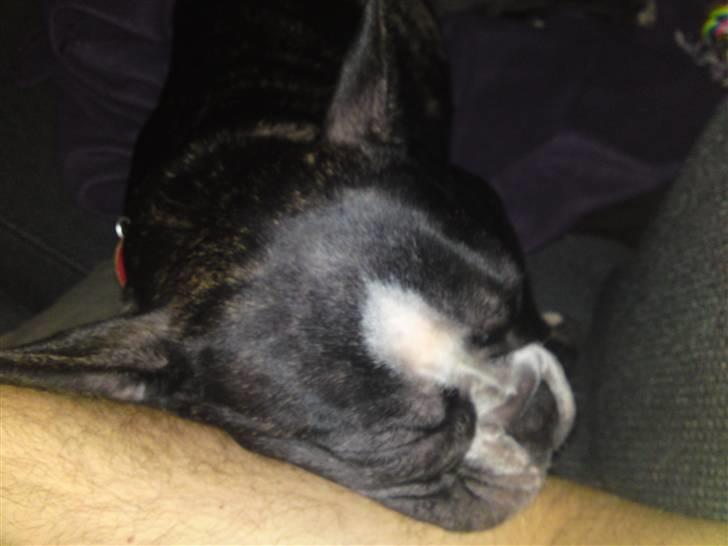 Fransk bulldog Amy billede 8