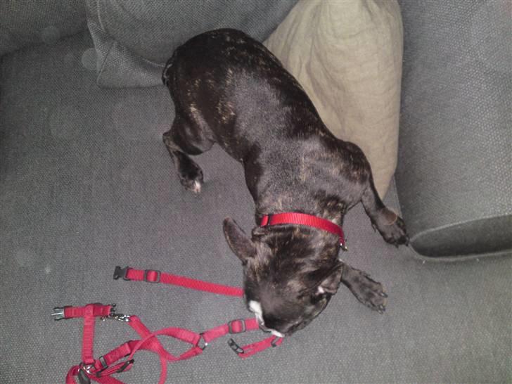 Fransk bulldog Amy billede 9