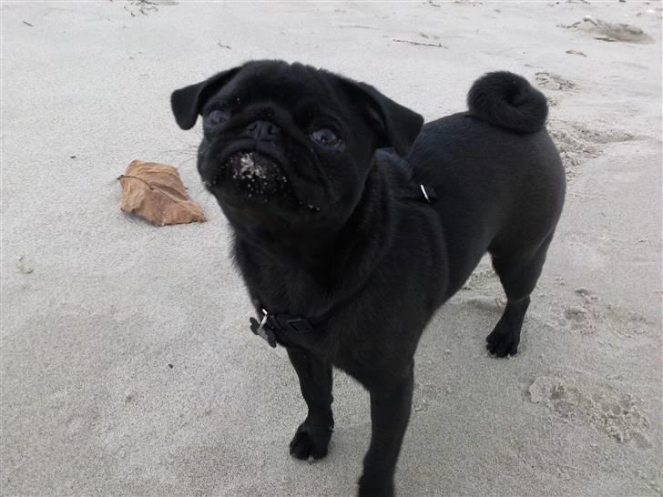 Mops Cloe - Strandtur billede 2