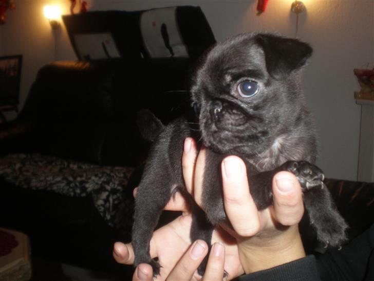 Mops Cloe - 6 uger gammel billede 3