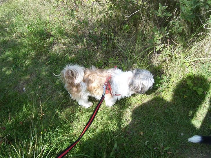 Shih tzu malu billede 10