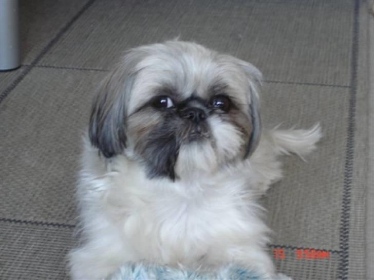 Shih tzu malu billede 11