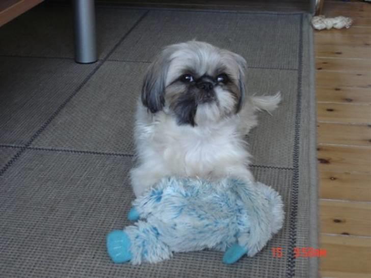 Shih tzu malu billede 12