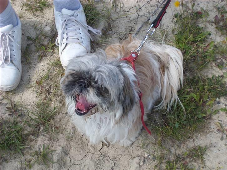 Shih tzu malu billede 13