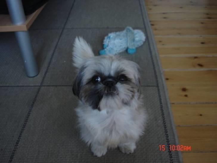 Shih tzu malu billede 14