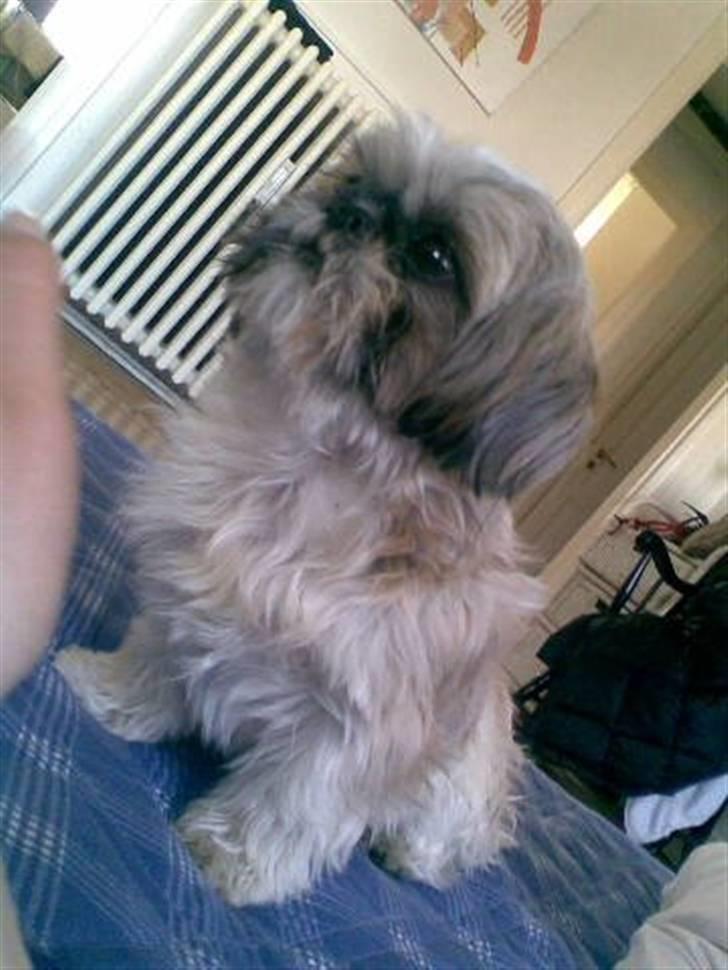 Shih tzu malu billede 15