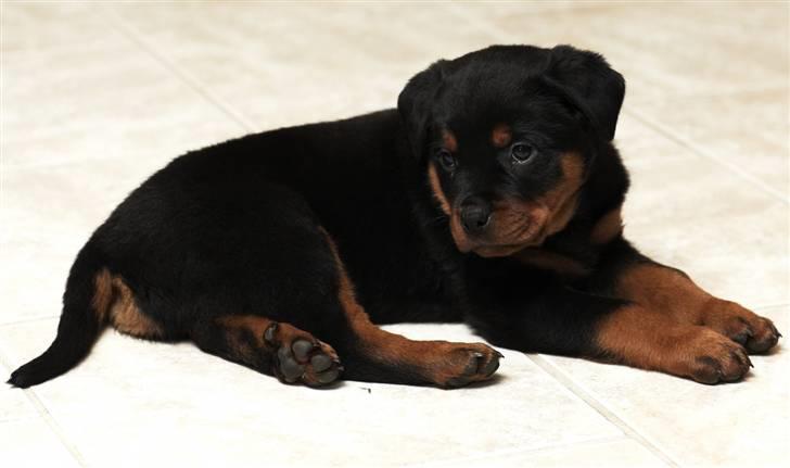 Rottweiler Zakoda`s Dusty - Zakoda Dusty / Foto Tony Nielsen       2 1/2 måned billede 3