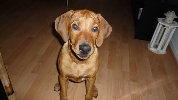 Rhodesian ridgeback Ziba billede 1