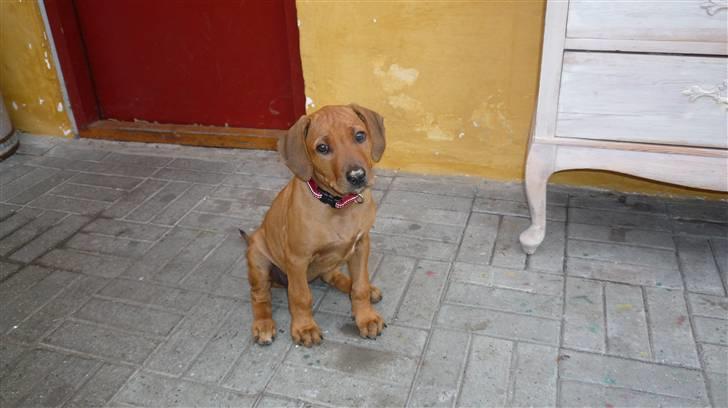 Rhodesian ridgeback Ziba billede 2