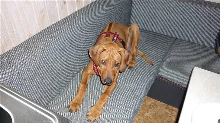 Rhodesian ridgeback Ziba billede 3