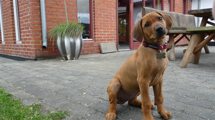 Rhodesian ridgeback Ziba billede 4