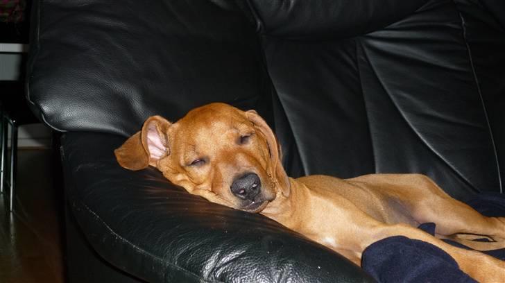 Rhodesian ridgeback Ziba billede 5