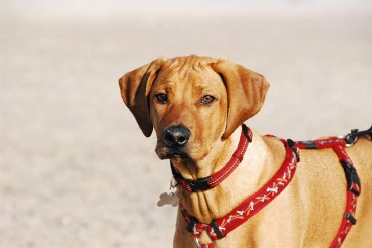 Rhodesian ridgeback Ziba billede 6