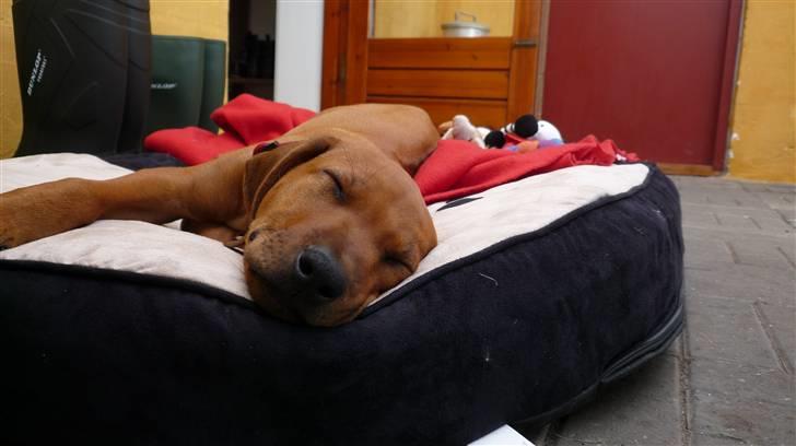 Rhodesian ridgeback Ziba billede 7