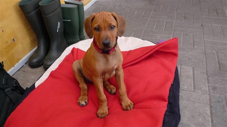 Rhodesian ridgeback Ziba billede 8