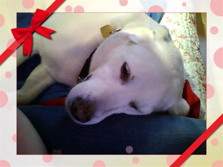 Labrador retriever Max billede 12