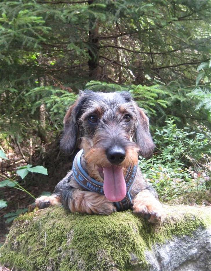 Gravhund SPRPR Toftekæret's Elvi billede 1