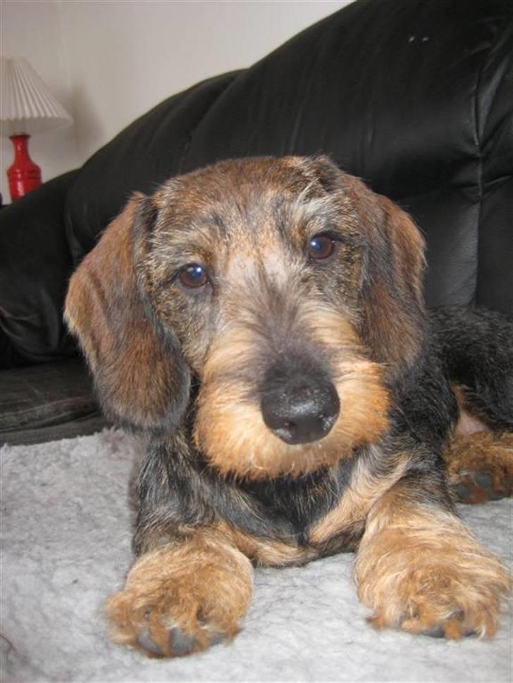 Gravhund SPRPR Toftekæret's Elvi billede 2