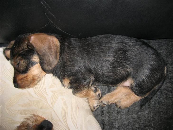 Gravhund SPRPR Toftekæret's Elvi billede 3