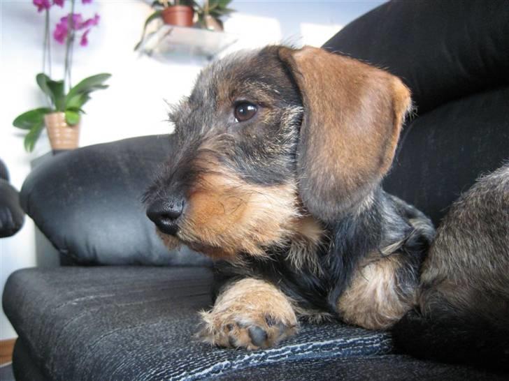 Gravhund SPRPR Toftekæret's Elvi billede 4