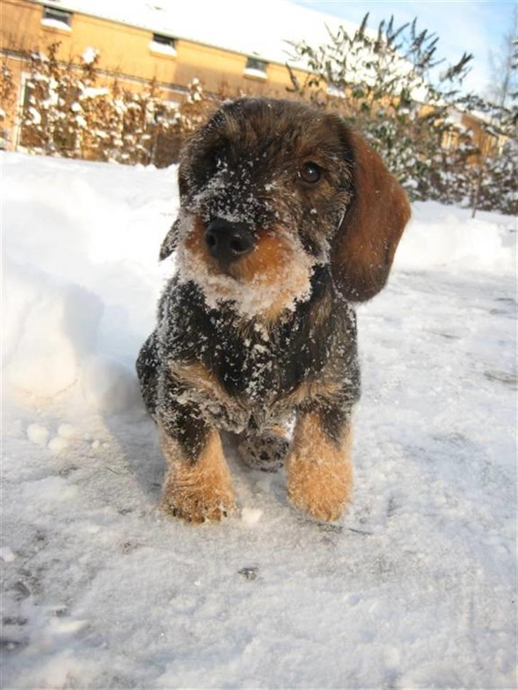 Gravhund SPRPR Toftekæret's Elvi billede 5