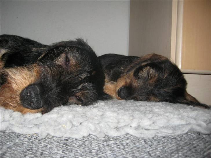 Gravhund SPRPR Toftekæret's Elvi billede 6