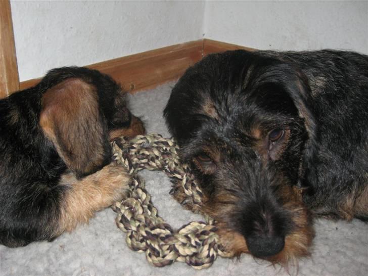 Gravhund SPRPR Toftekæret's Elvi billede 7