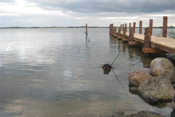 Gravhund SPRPR Toftekæret's Elvi billede 8
