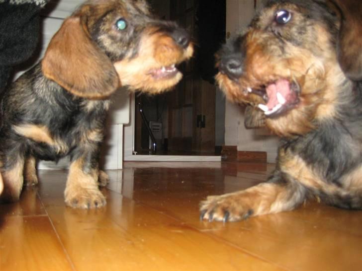 Gravhund SPRPR Toftekæret's Elvi billede 9