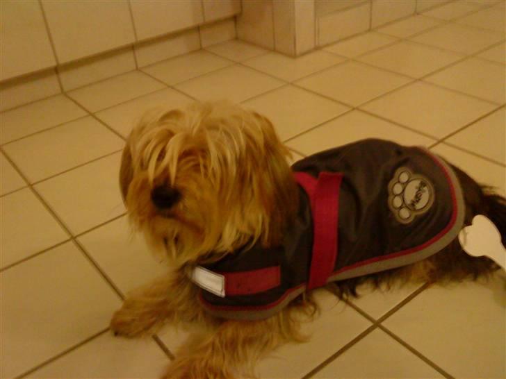 Blanding af racer Nuser *springstjernen*<3 - nuser med sit nye dækken<3 det er ikke dyreplageri  billede 16