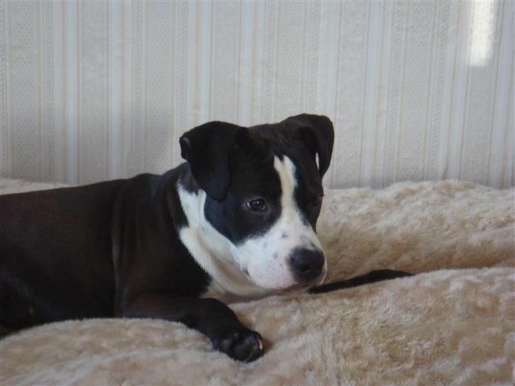 Blanding af racer Dream billede 11