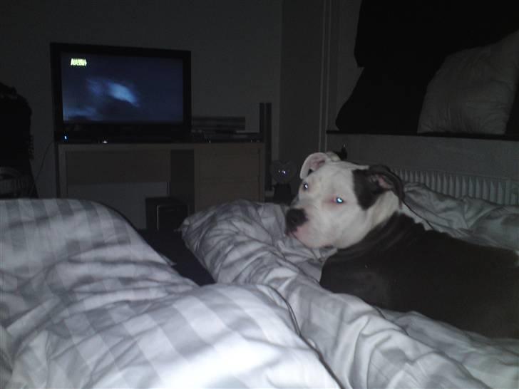 Amerikansk staffordshire terrier Dia - Shhh, prøver at følge med i animal planet ! ! billede 11