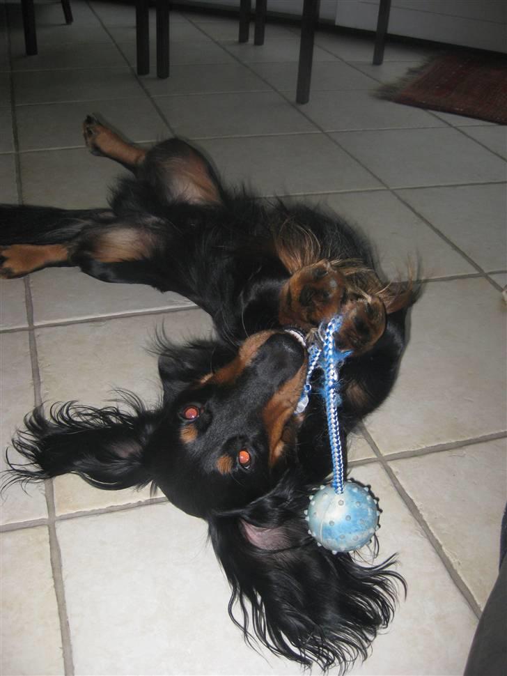 Gravhund Karl  - Vil du lege?  billede 13