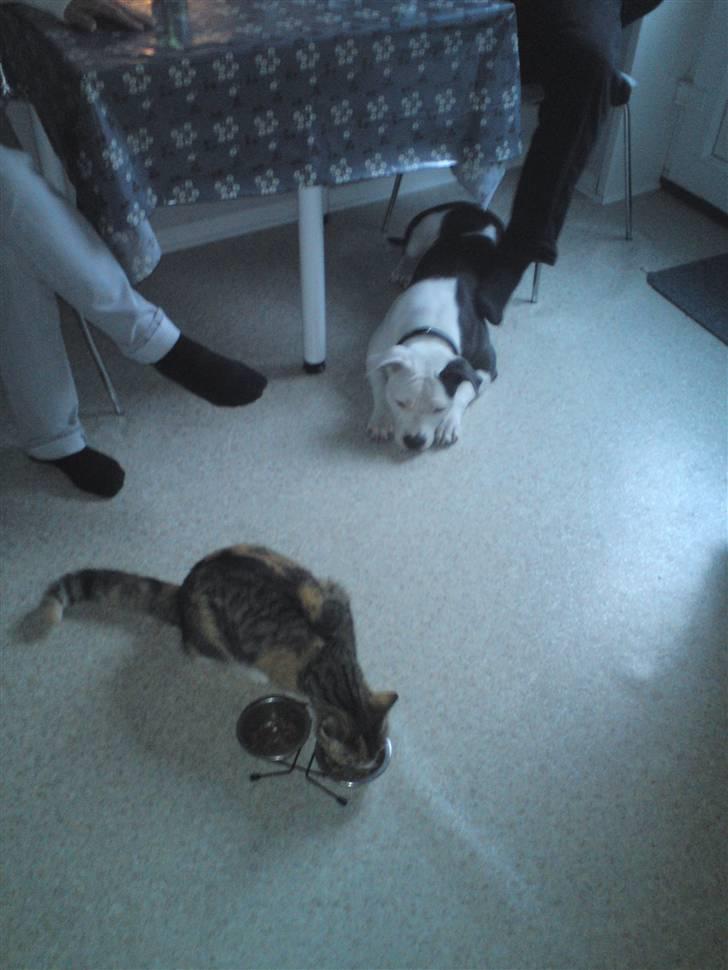 Amerikansk staffordshire terrier Dia - øøøøv, jeg vil os have ! billede 12