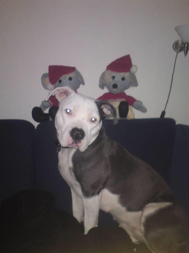 Amerikansk staffordshire terrier Dia - Jule hygger ude ved bedste :b er 10måneder gammel nu :) billede 13